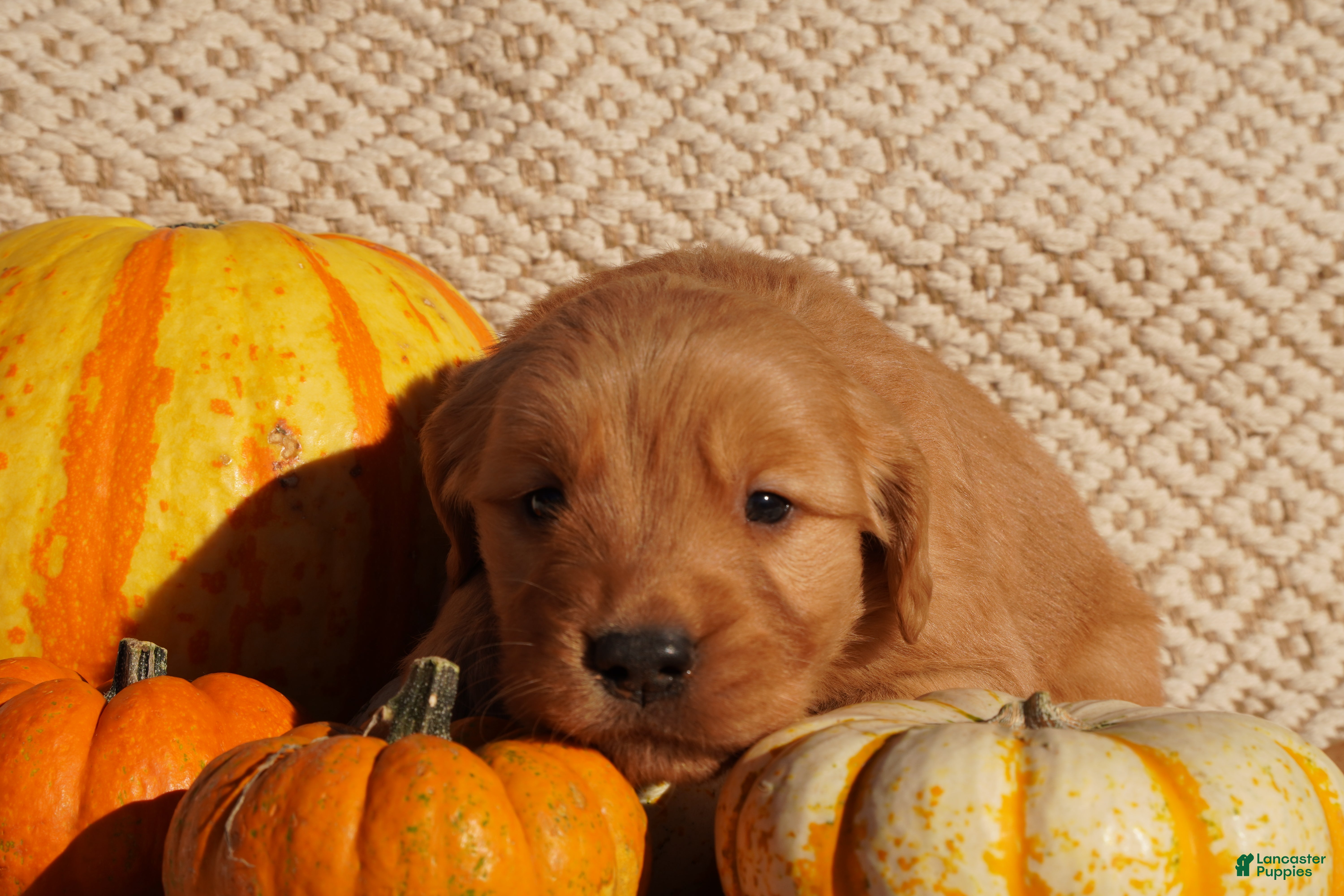 Golden Retriever dogs for sale: Rex - AKC, Genetically Clear - Ad 2