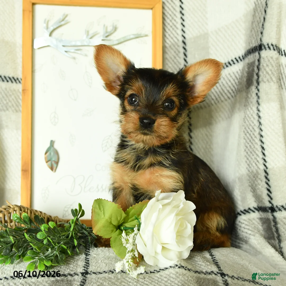 Yorkshire Terrier dogs for sale: Vekaya - Ad 2