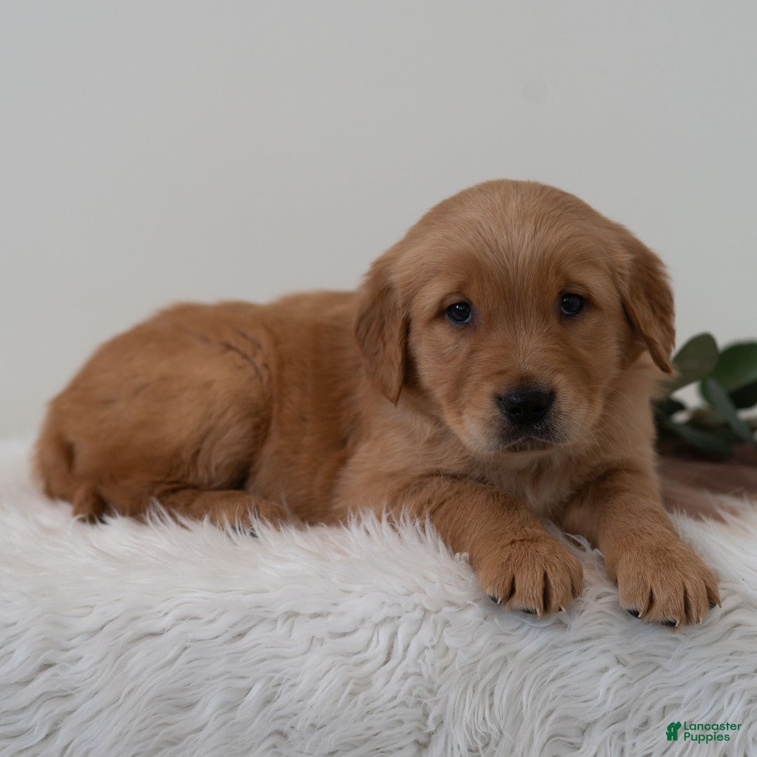 Golden Retriever dogs for sale: Shadow  - Ad 3