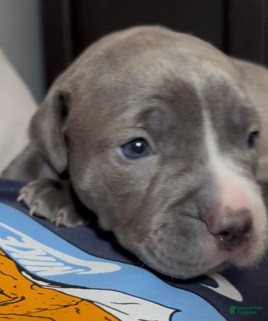 American Pit Bull Terrier dogs Boston - Ad 7
