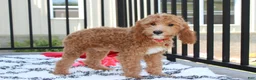 Cavapoo dogs for sale: Lenny  - Ad 2