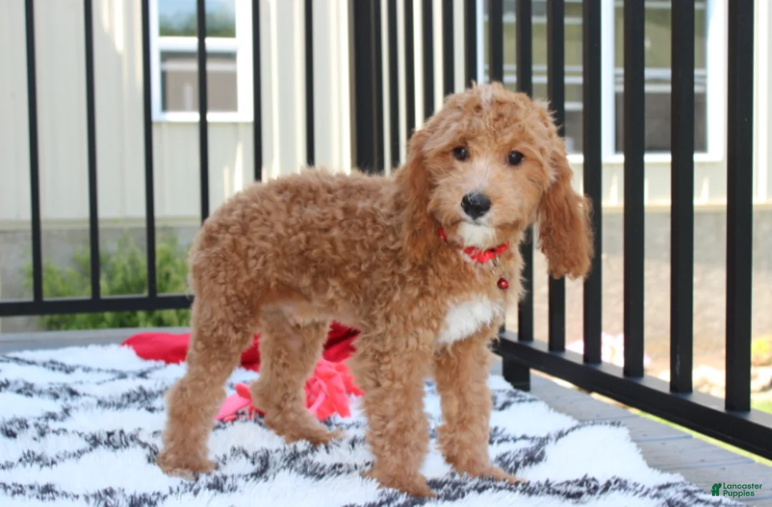 Cavapoo dogs for sale: Lenny  - Ad 2
