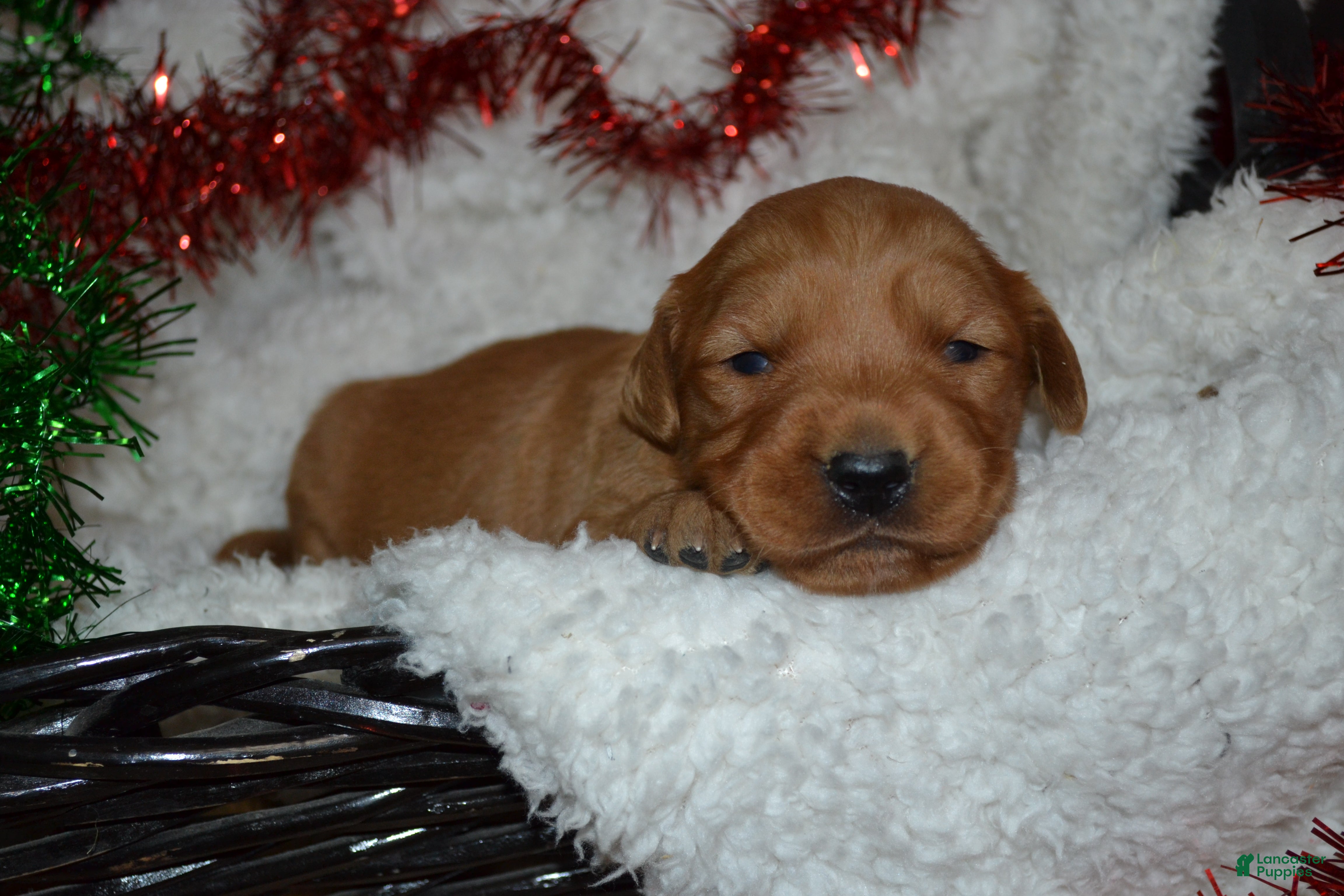 Golden Retriever dogs Scarlett - Ad 36