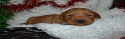 Golden Retriever dogs for sale: Scarlett - Ad 1