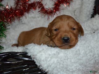 Golden Retriever dogs Scarlett - Ad 35