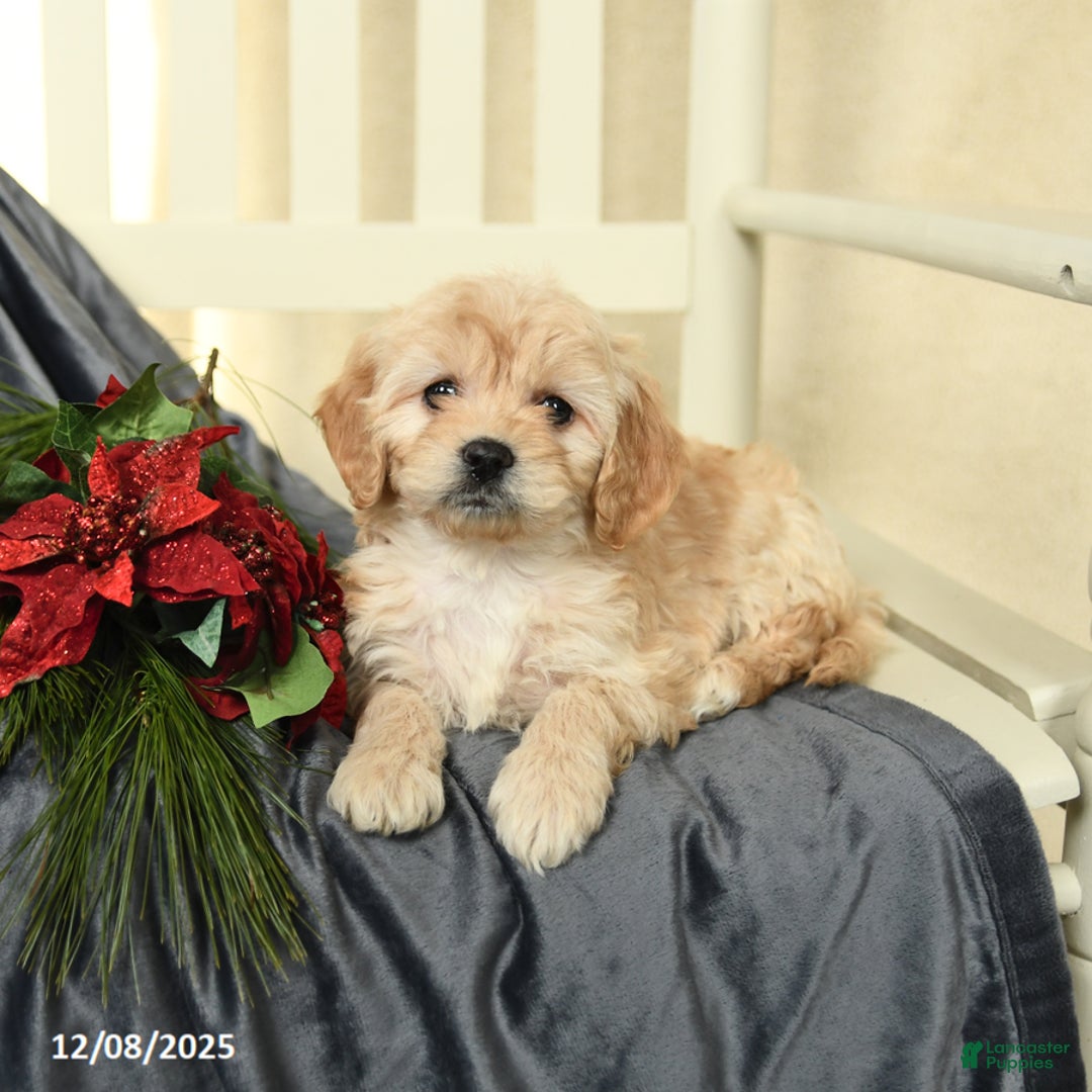 Cavapoo dogs for sale: Lexi  - Ad 3