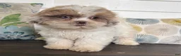 Shihpoo dogs for sale: Cinderella  - Ad 13