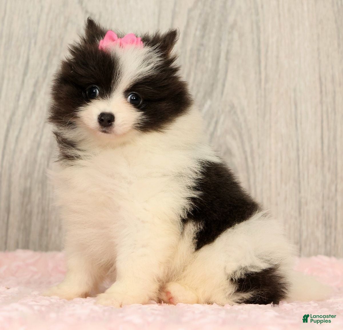 Pomeranian dogs Harmony Blue and White - Ad 2