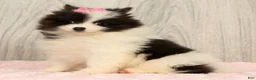 Pomeranian dogs for sale: Harmony Blue and White - Ad 2