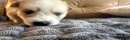 Mixed Breed dogs for sale: Chunk - Boy - Ad 9
