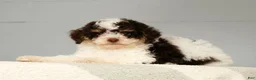 Miniature Poodle dogs for sale: Patches - Ad 7