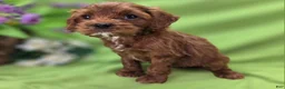 Cockapoo dogs for sale: Emily - Ad 7
