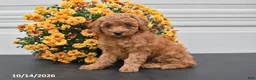Bichpoo dogs for sale: Lola - Ad 1