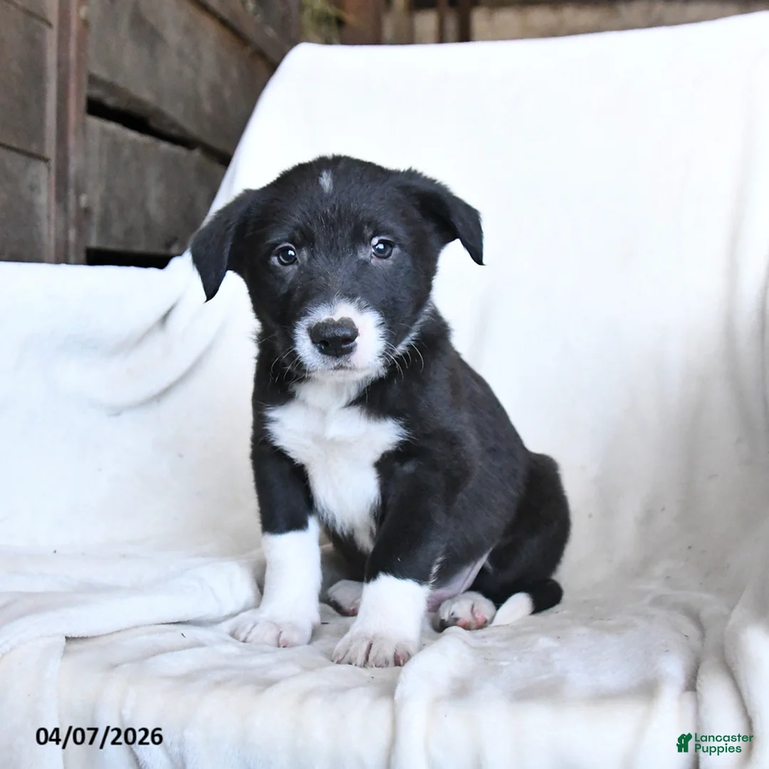 Border Collie dogs for sale: Finn - Ad 5