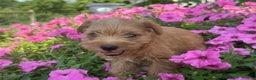 Schnoodle dogs for sale: Isaiah - Ad 10
