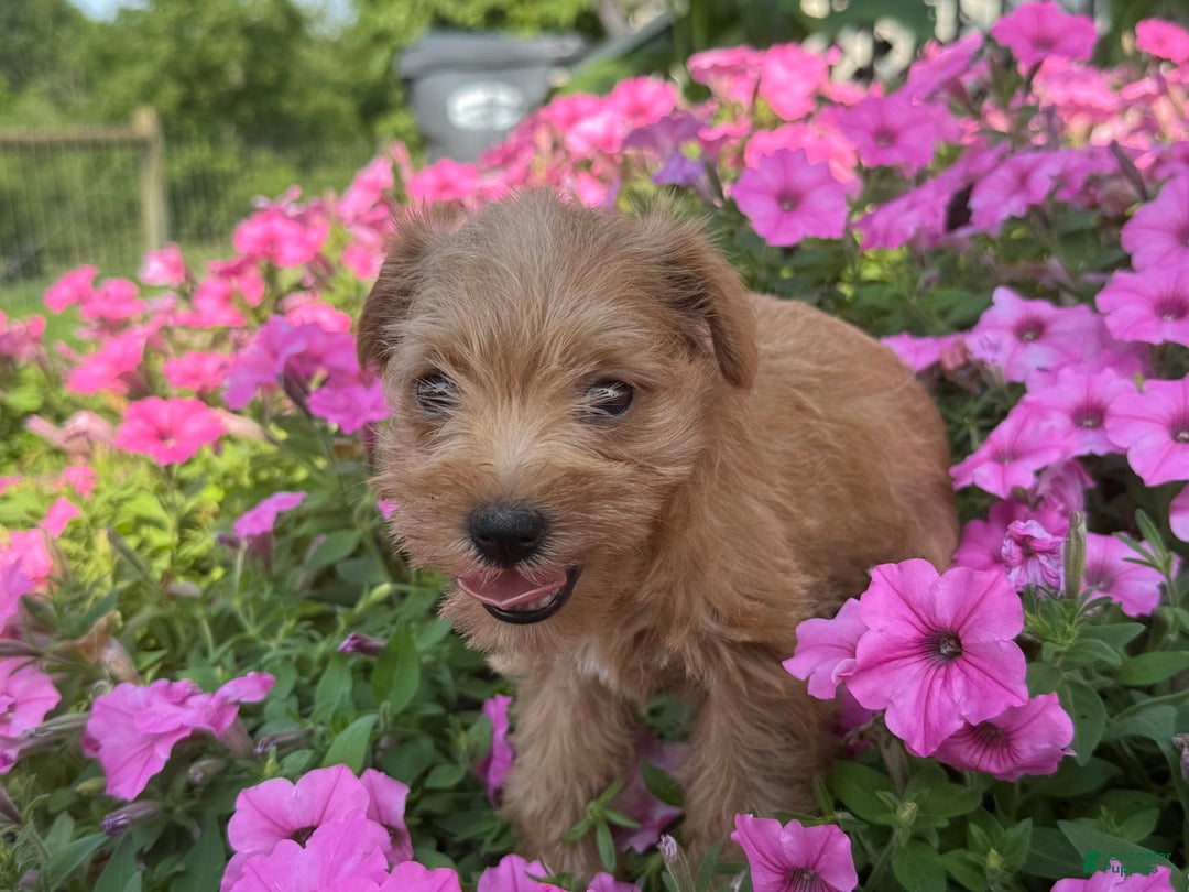 Schnoodle dogs for sale: Isaiah - Ad 10