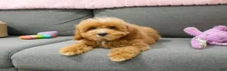 Cavapoo dogs for sale: Cici - Ad 6