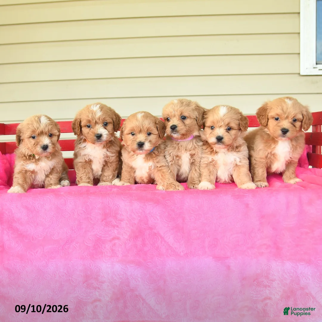 Shihpoo dogs for sale: Remmy - Ad 3