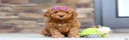 Mini Goldendoodle dogs for sale: Vanessa - Ad 6