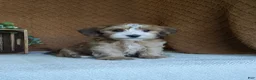 Havanese dogs for sale: Boomer - Ad 2