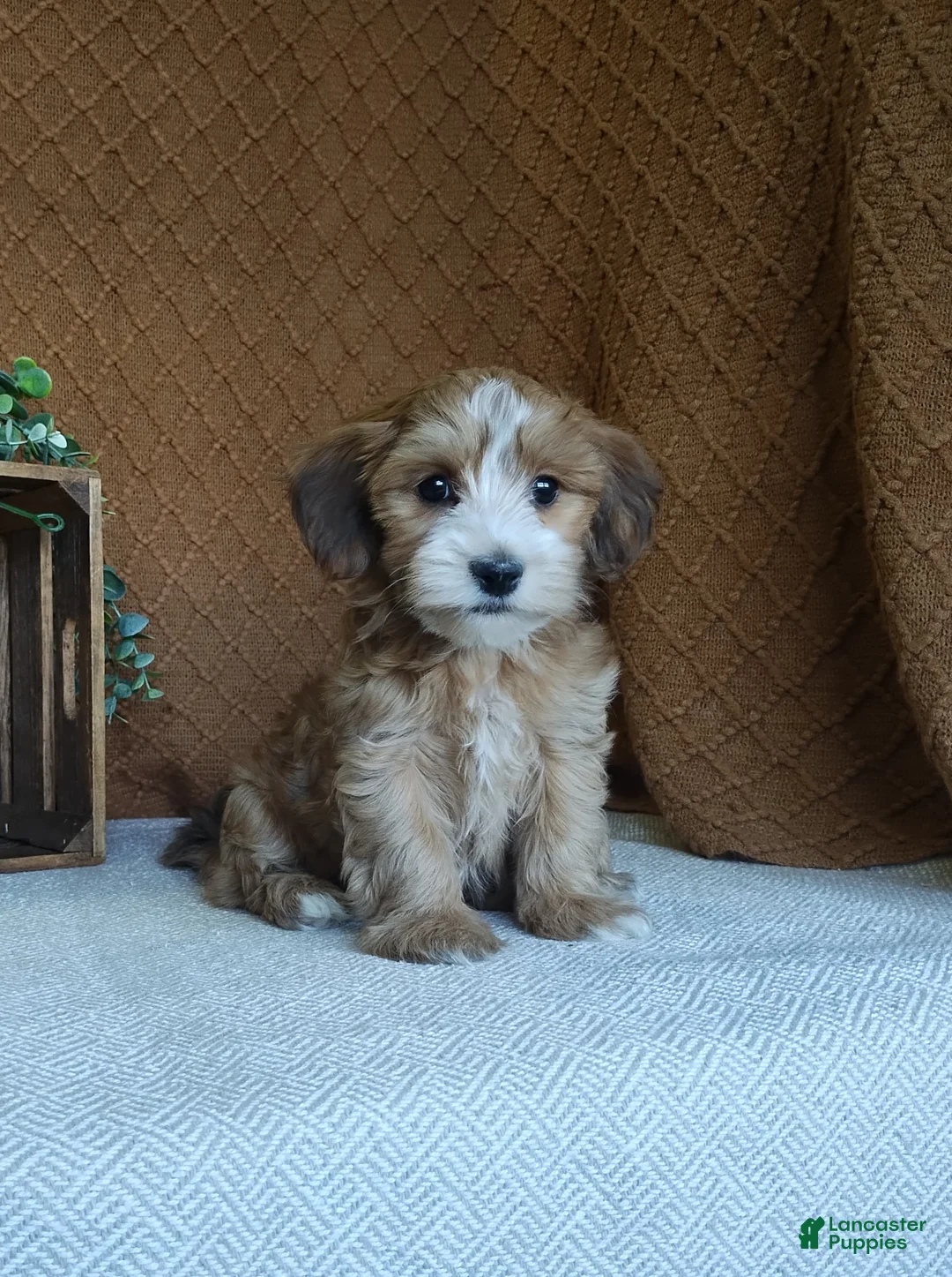 Havanese dogs for sale: Boomer - Ad 2