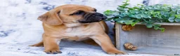 Puggle dogs for sale: Billy - Ad 3