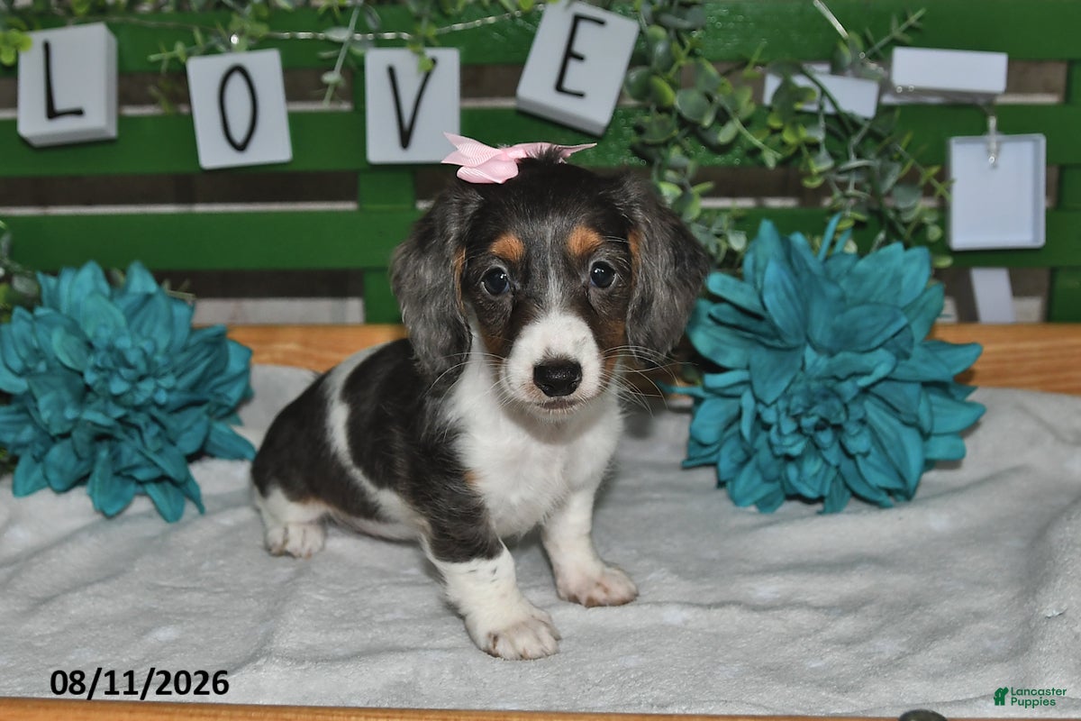 Miniature Dachshund dogs Jasmine - Ad 2