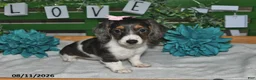 Miniature Dachshund dogs for sale: Jasmine - Ad 2
