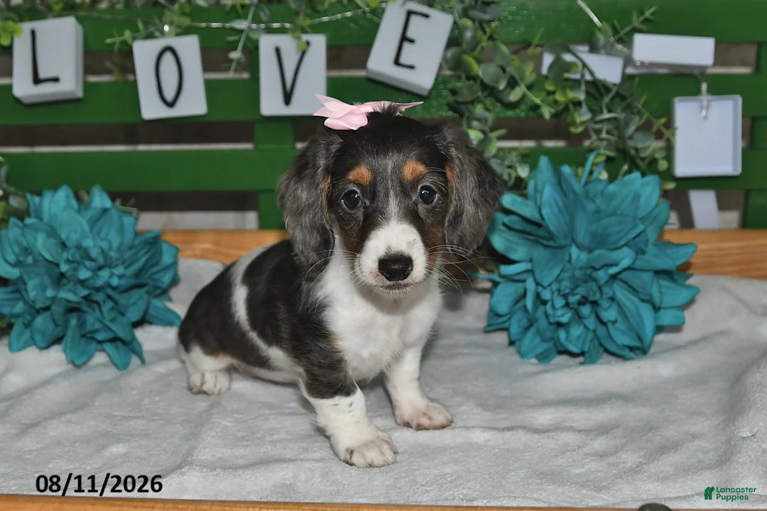 Miniature Dachshund dogs for sale: Jasmine - Ad 2