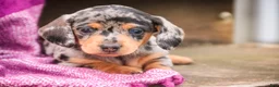 Miniature Dachshund dogs for sale: LuLu - Ad 1