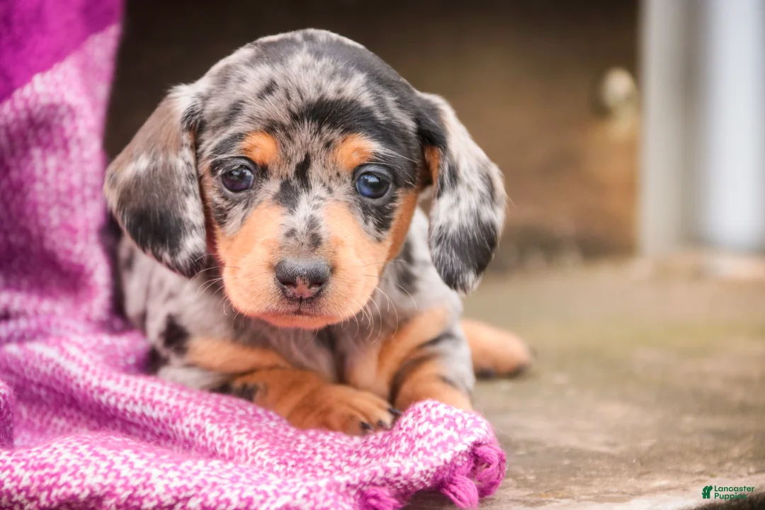 Miniature Dachshund dogs for sale: LuLu - Ad 1
