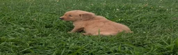 Golden Retriever dogs for sale: Rocky - Ad 3