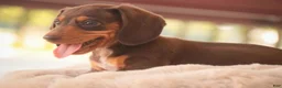 Miniature Dachshund dogs for sale: Peanut Butter Miniature Dachshund  - Ad 4