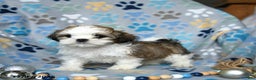 Shih Tzu dogs for sale: Jack  - Ad 3