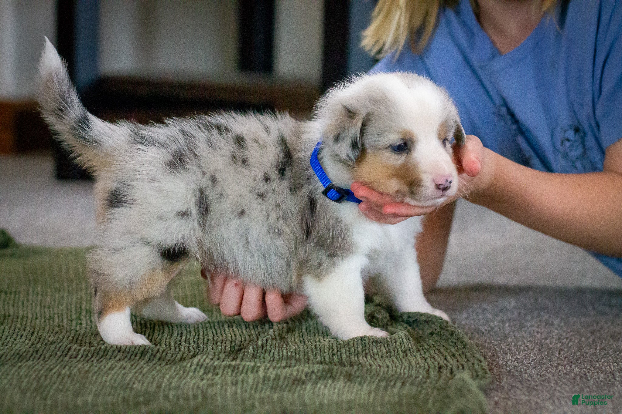 Mixed Breed dogs Blue - Ad 2