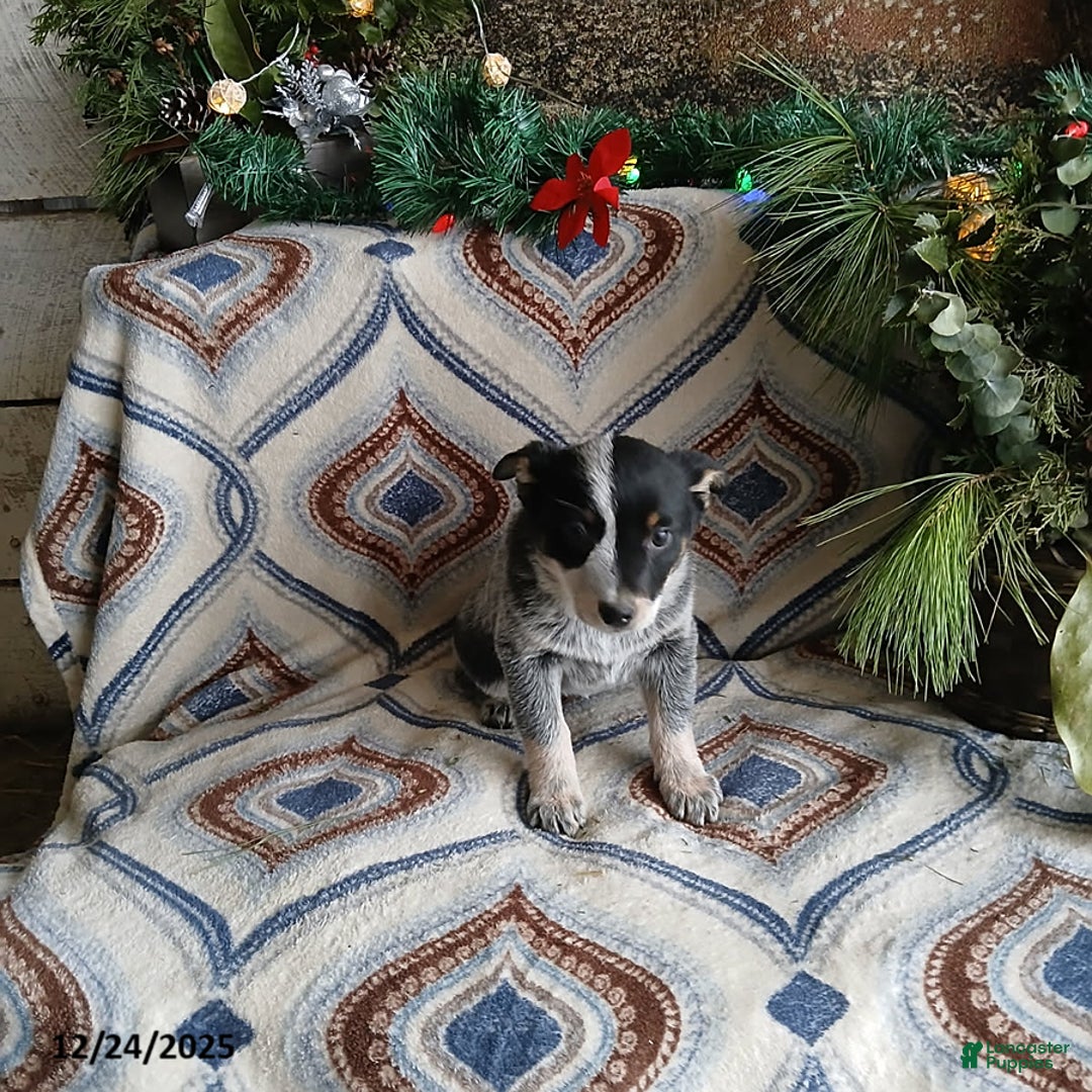 Australian Cattle Dog dogs for sale: Molly - Ad 1