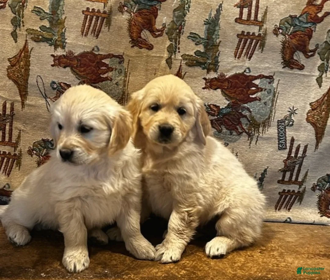 Golden Retriever dogs for sale: Peaches - Ad 7