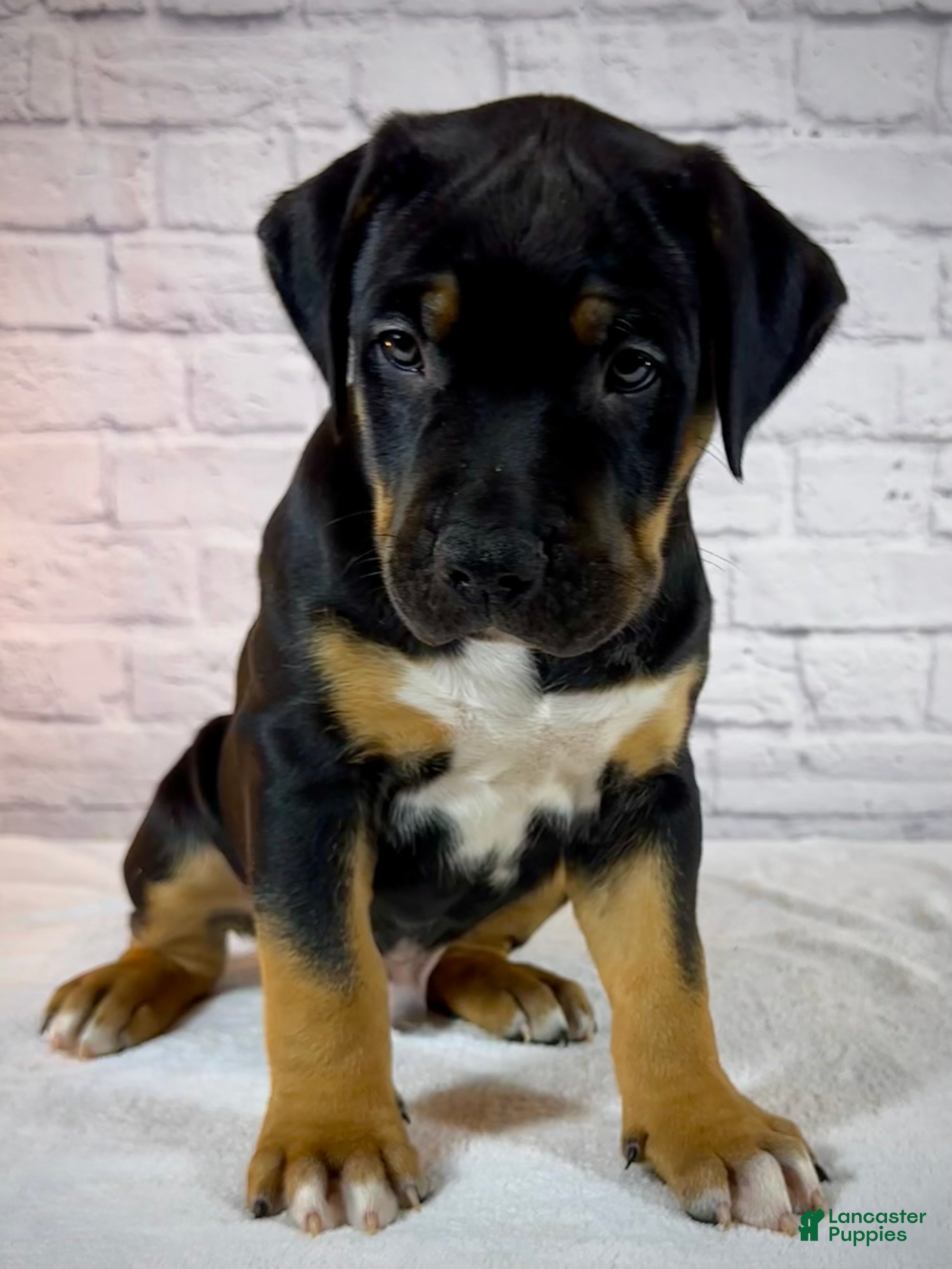 American Bully dogs XL American Bully Puppy Male - Ad 1