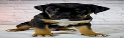 American Bully dogs for sale: XL American Bully Puppy Male - Ad 10