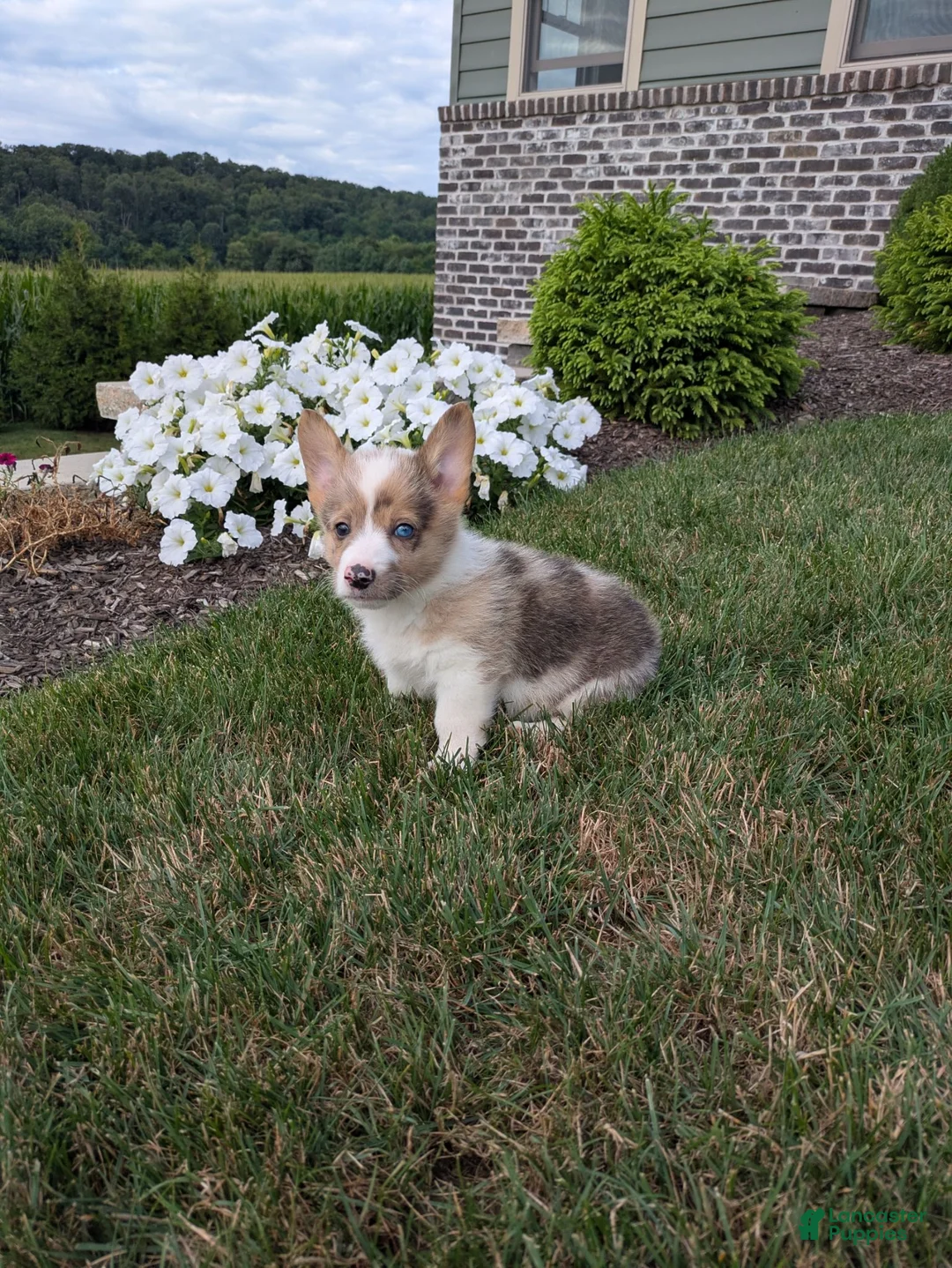 Welsh Corgi Pembroke dogs for sale: Pepper  - Ad 1