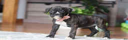 Boxer dogs for sale: Daisy - Ad 5