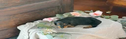 Miniature Dachshund dogs for sale: Monty - Ad 10