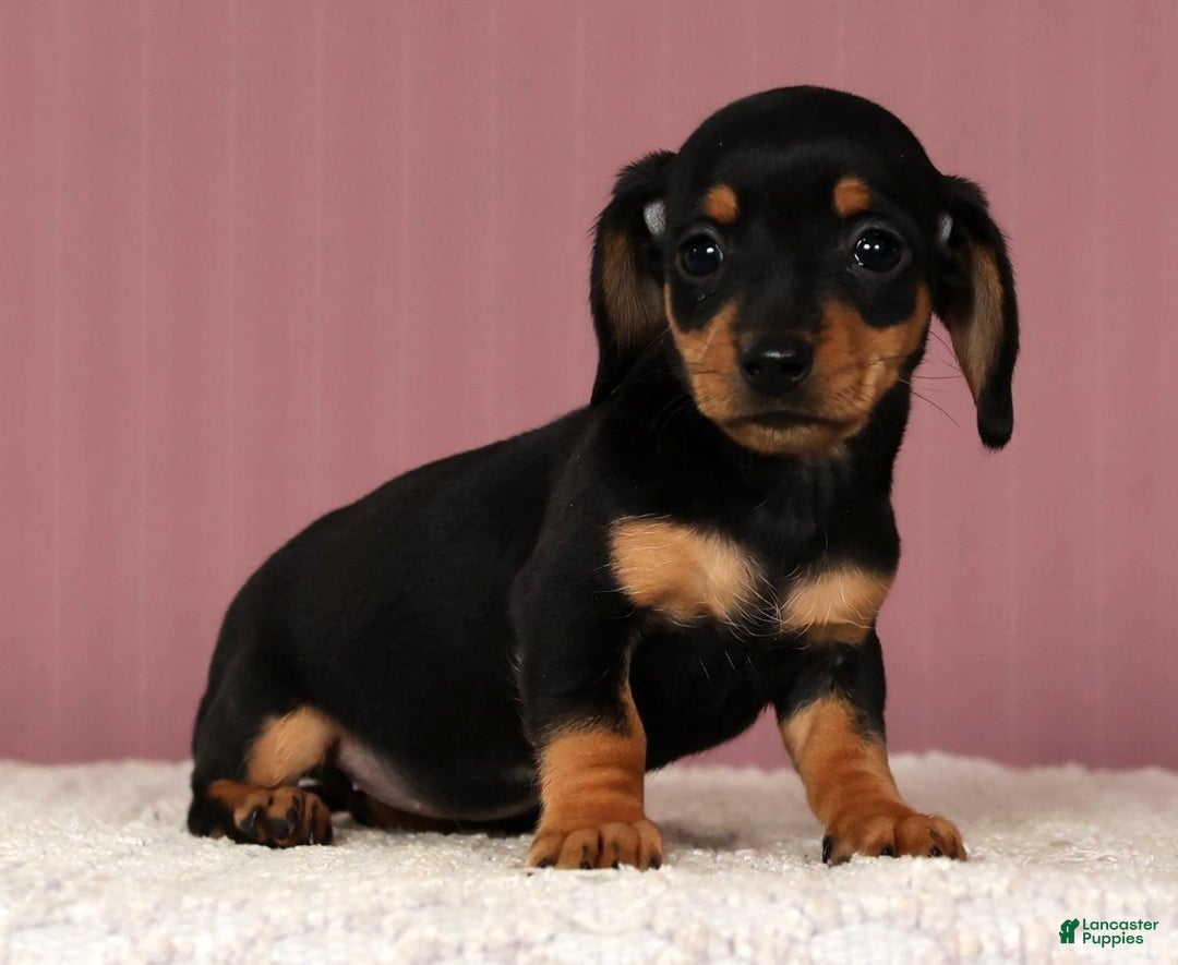 Miniature Dachshund dogs for sale: Krissy - Ad 8