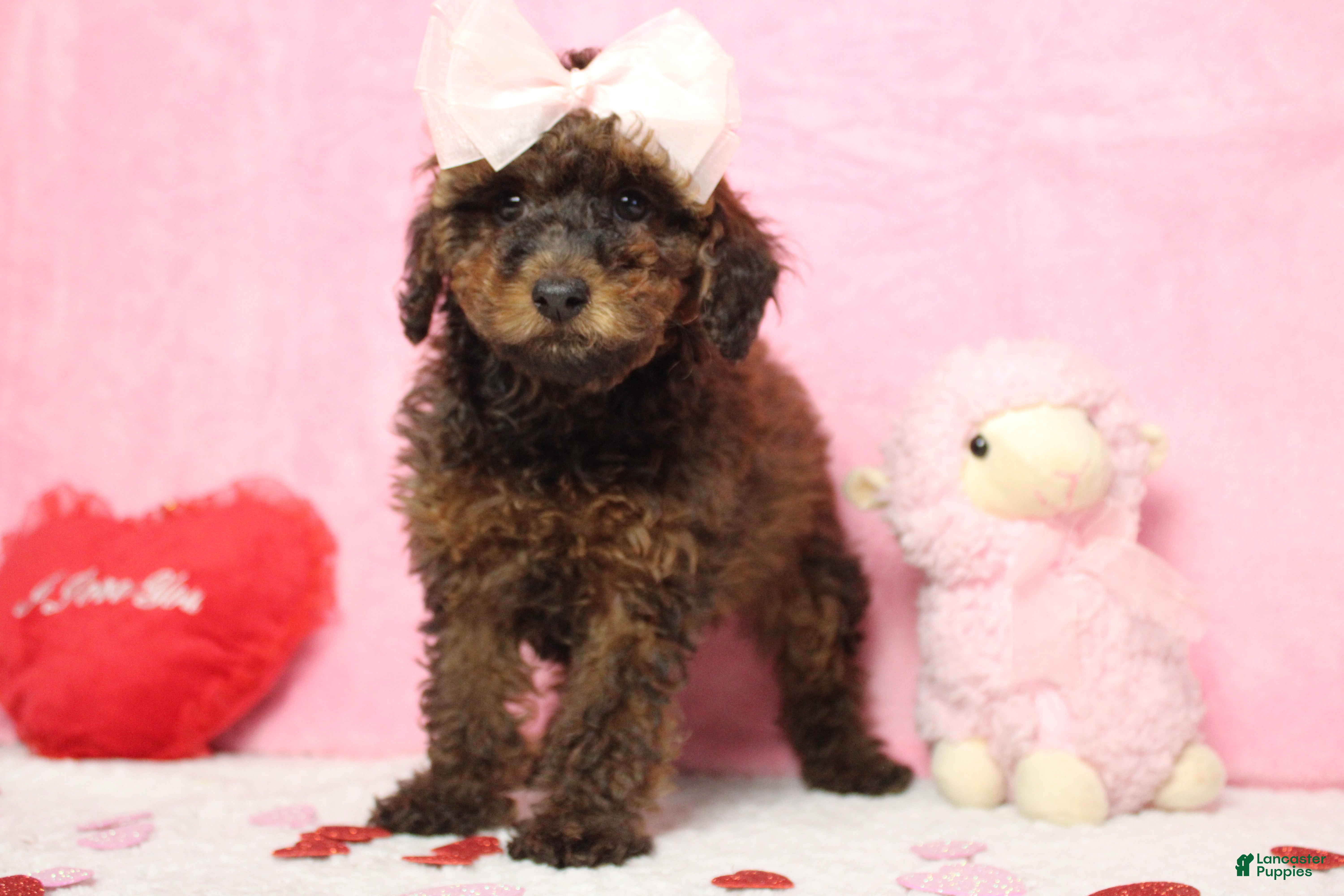 Toy Poodle dogs Sardonyx - Ad 32