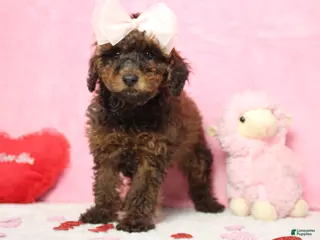Toy Poodle dogs Sardonyx - Ad 32