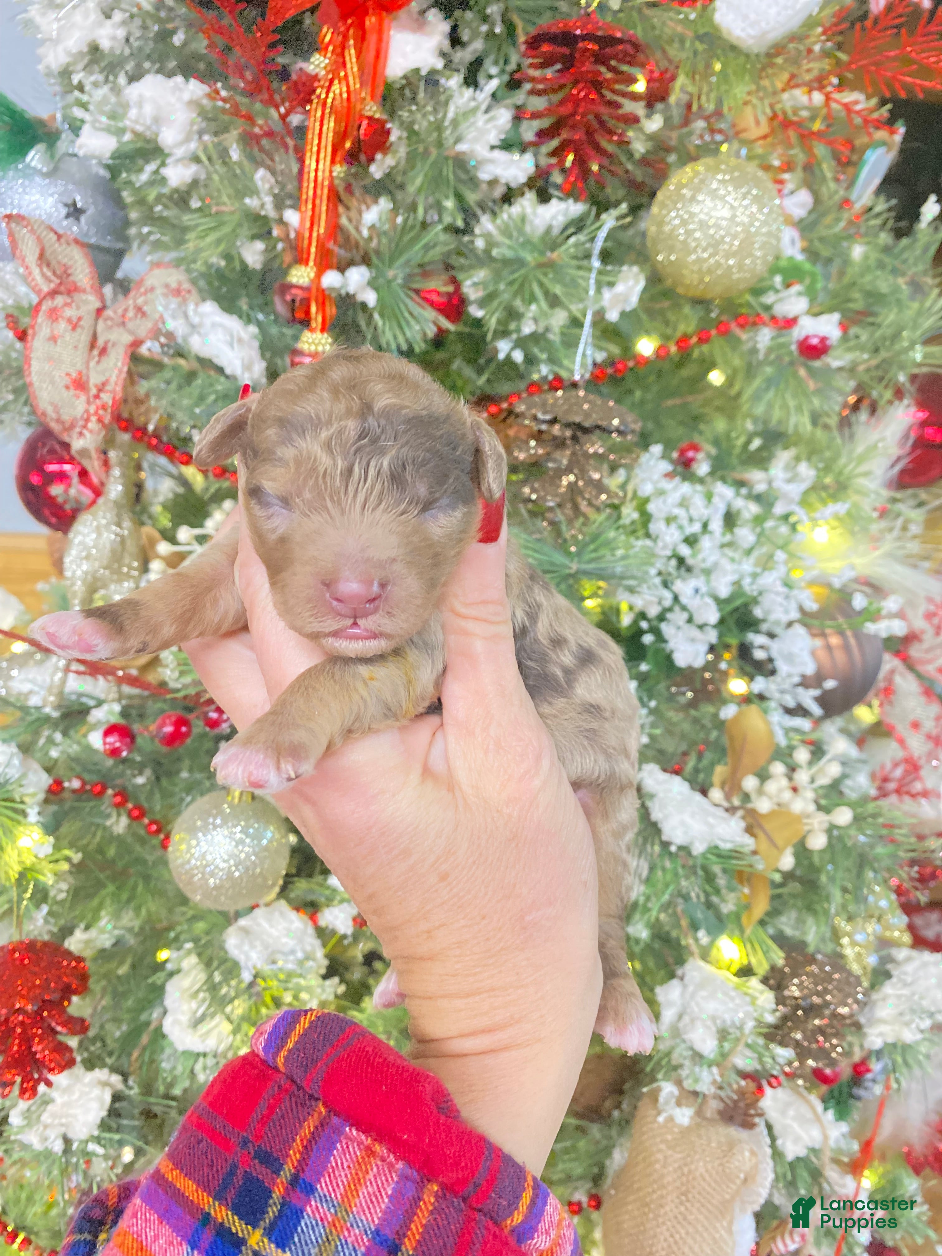 Cockapoo dogs Cockapoo Puppy 4 - Ad 8