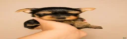Yorkshire Terrier dogs for sale: Eli - Ad 7