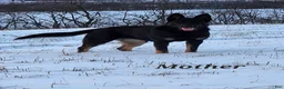 German Shepherd dogs for sale: Daisy - Ad 8