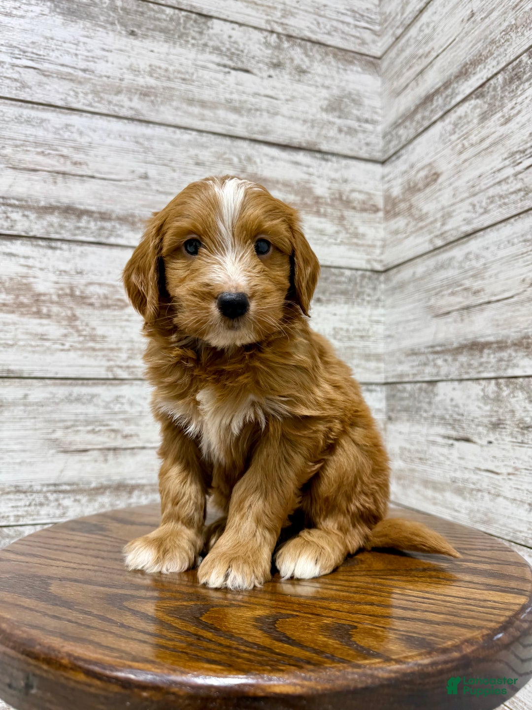 Mini Goldendoodle dogs for sale: Liam - Ad 8