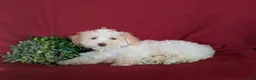 Maltipoo dogs for sale: Carlton - Ad 4
